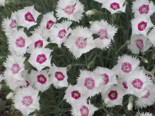 1384498 (a): :1920x1440